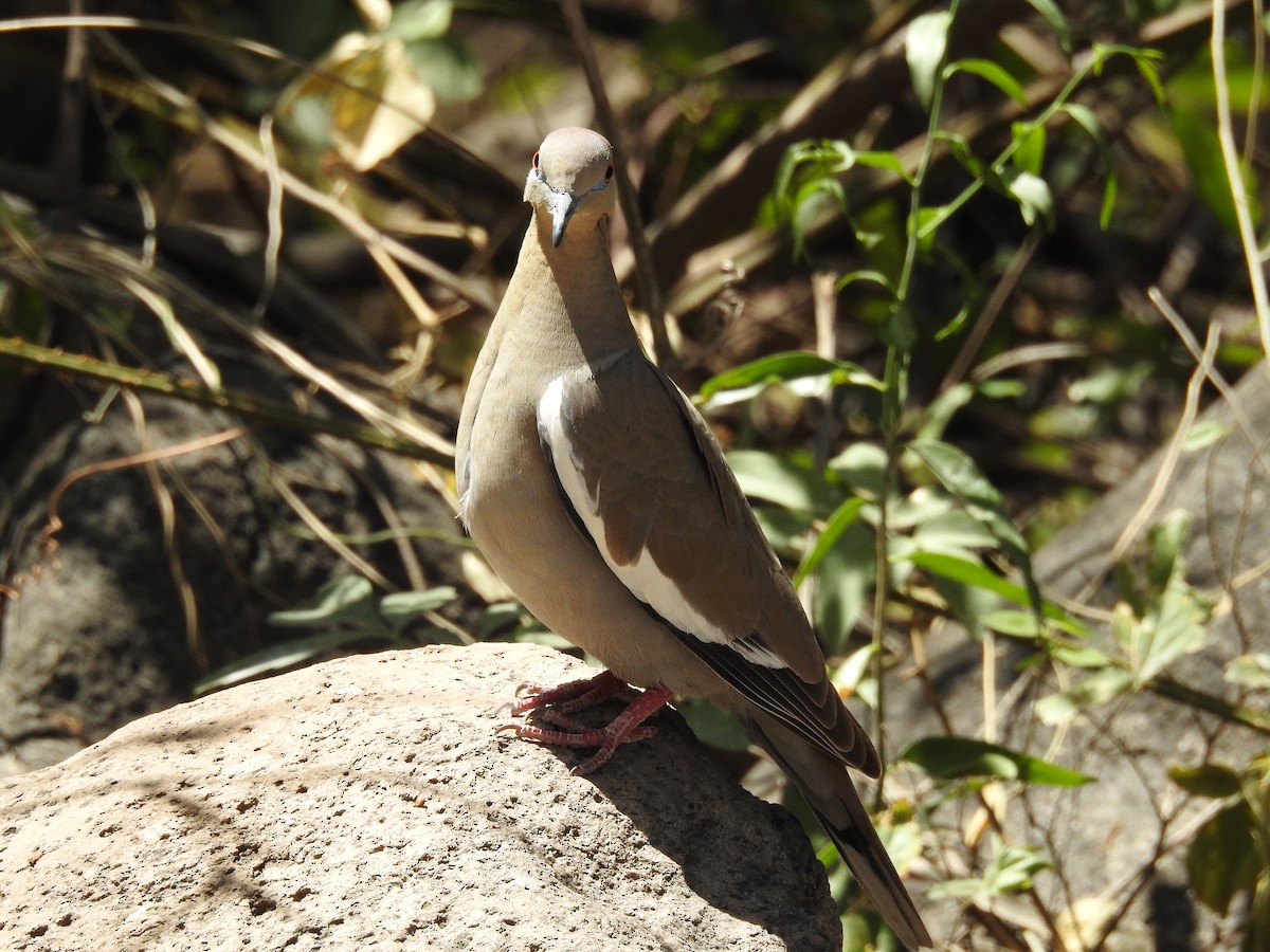 White-winged Dove - ML497112491