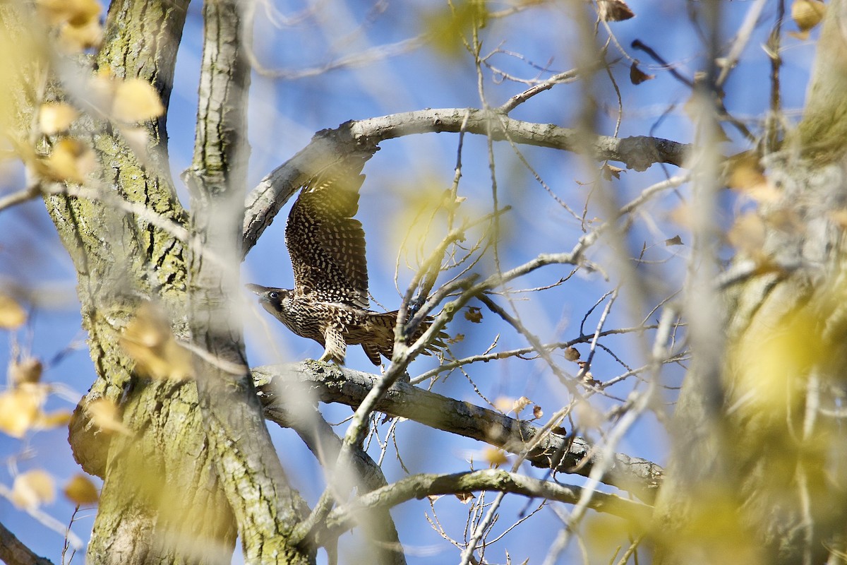 Peregrine Falcon - David Wilkins