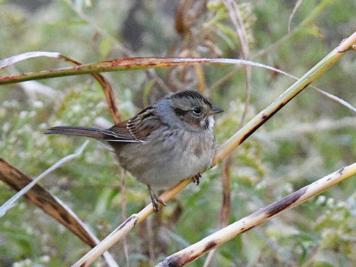 Swamp Sparrow - ML497115881