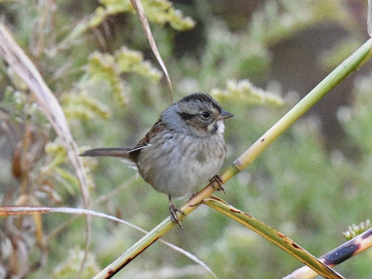 Swamp Sparrow - ML497115901