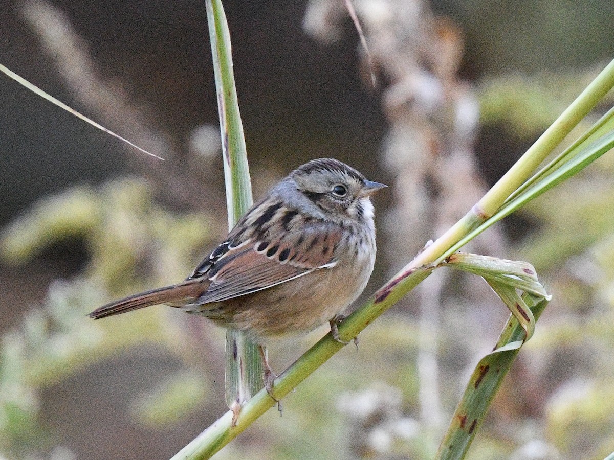 Swamp Sparrow - ML497115921