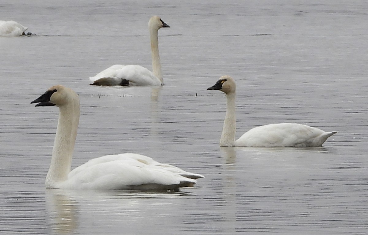 Tundra Swan (Whistling) - ML497117671