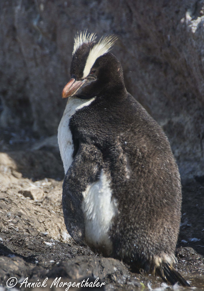 Erect-crested Penguin - ML49711771