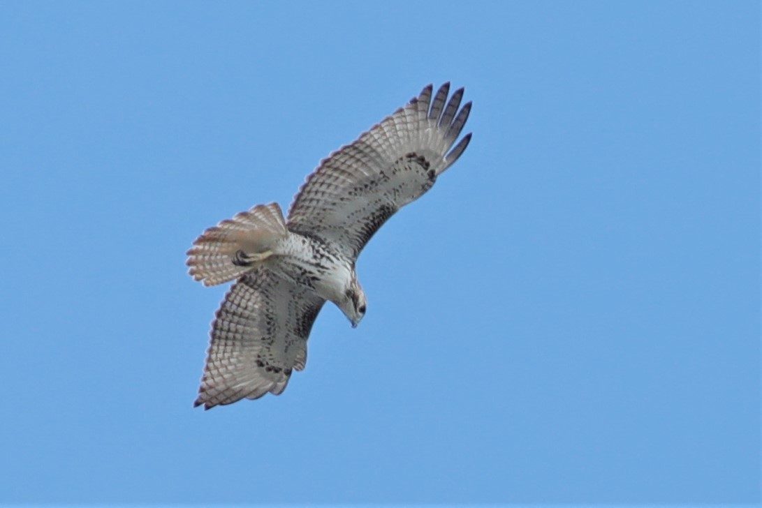Red-tailed Hawk - ML497119261