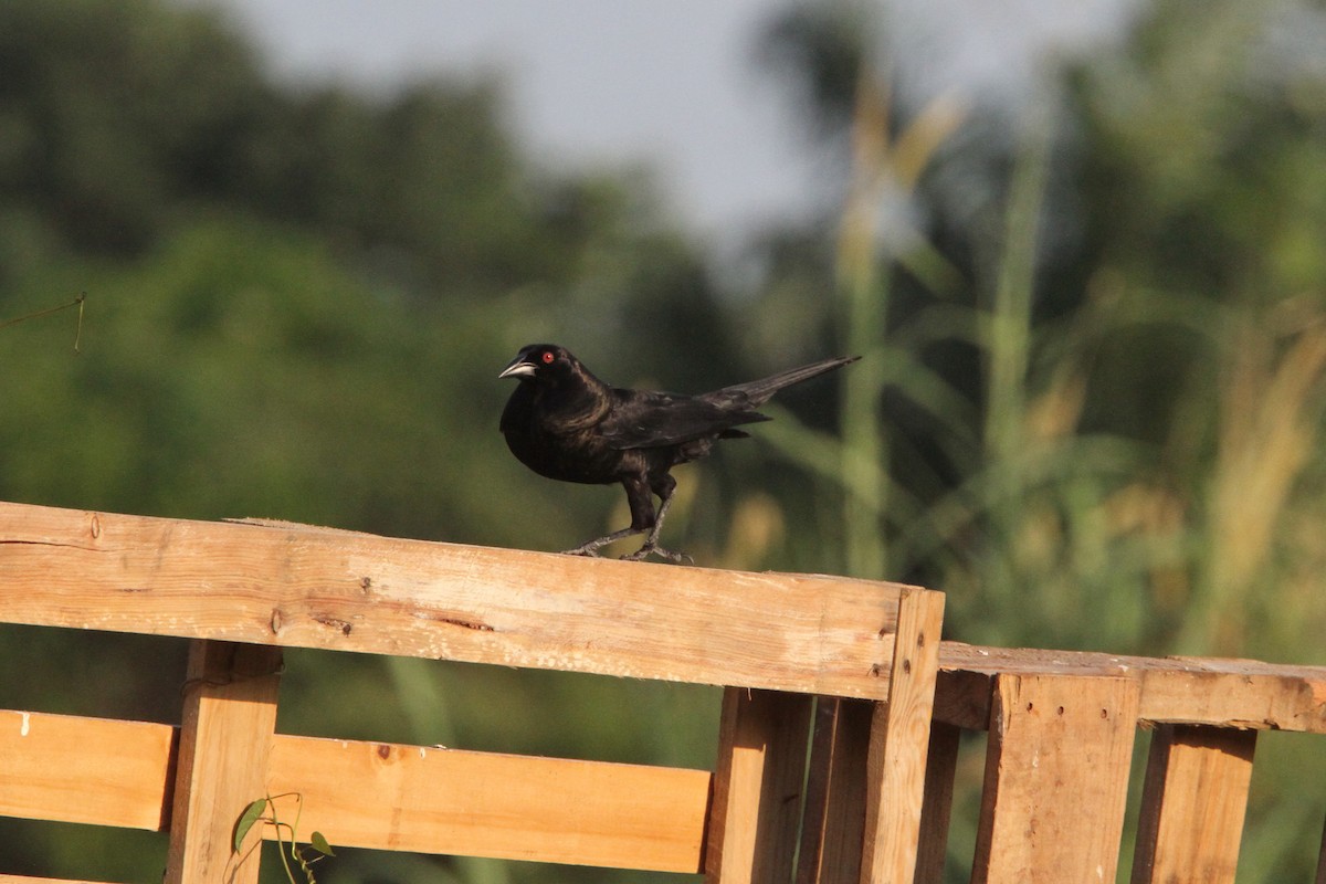 Giant Cowbird - ML49712191