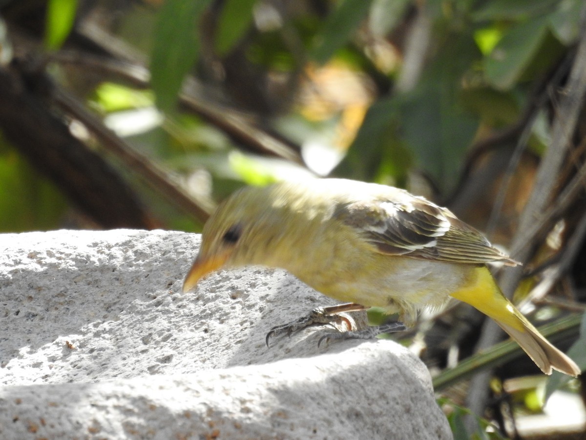 Western Tanager - Becky Boley