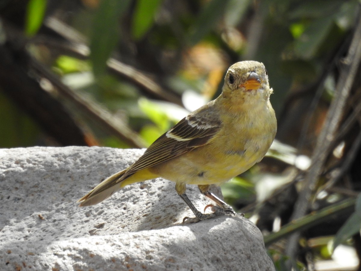 Western Tanager - Becky Boley