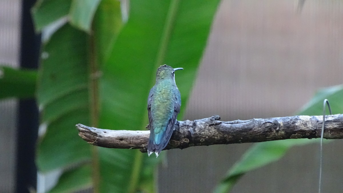 kolibřík cerradový - ML497125661