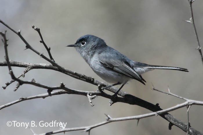 Blue-gray Gnatcatcher - Tony Godfrey