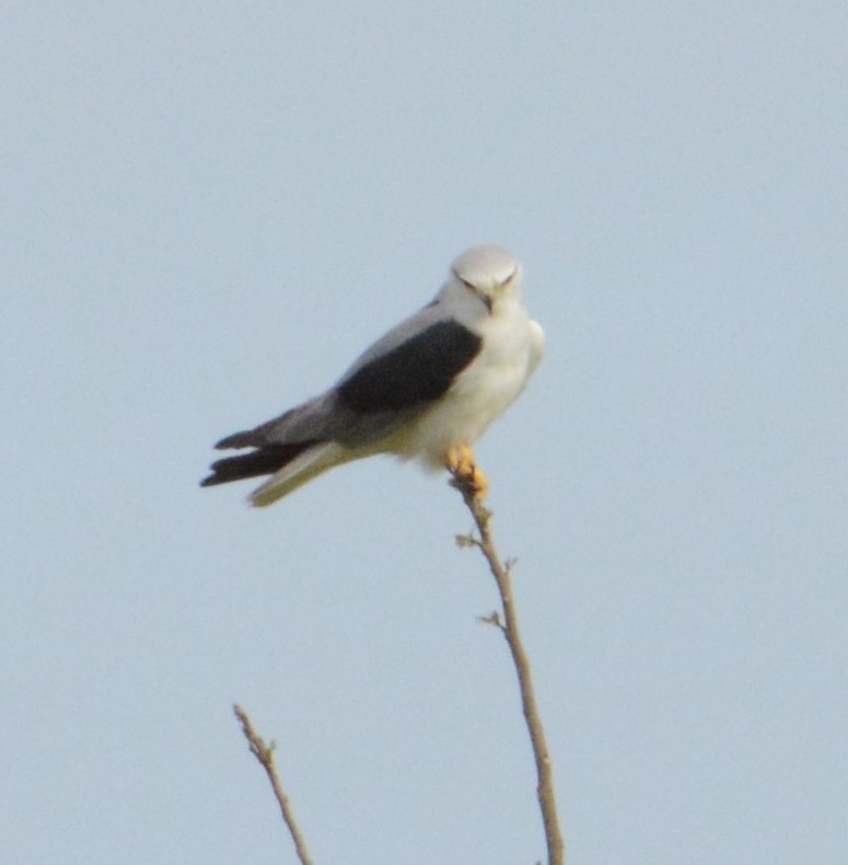 Black-winged Kite - ML49712631