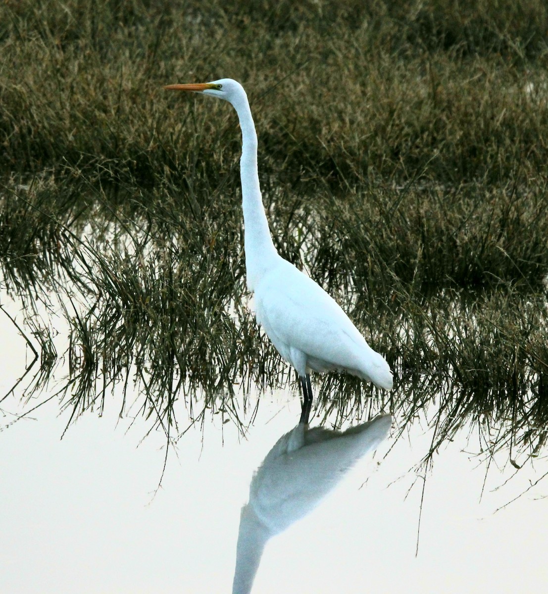 Great Egret - Sawyer Dawson