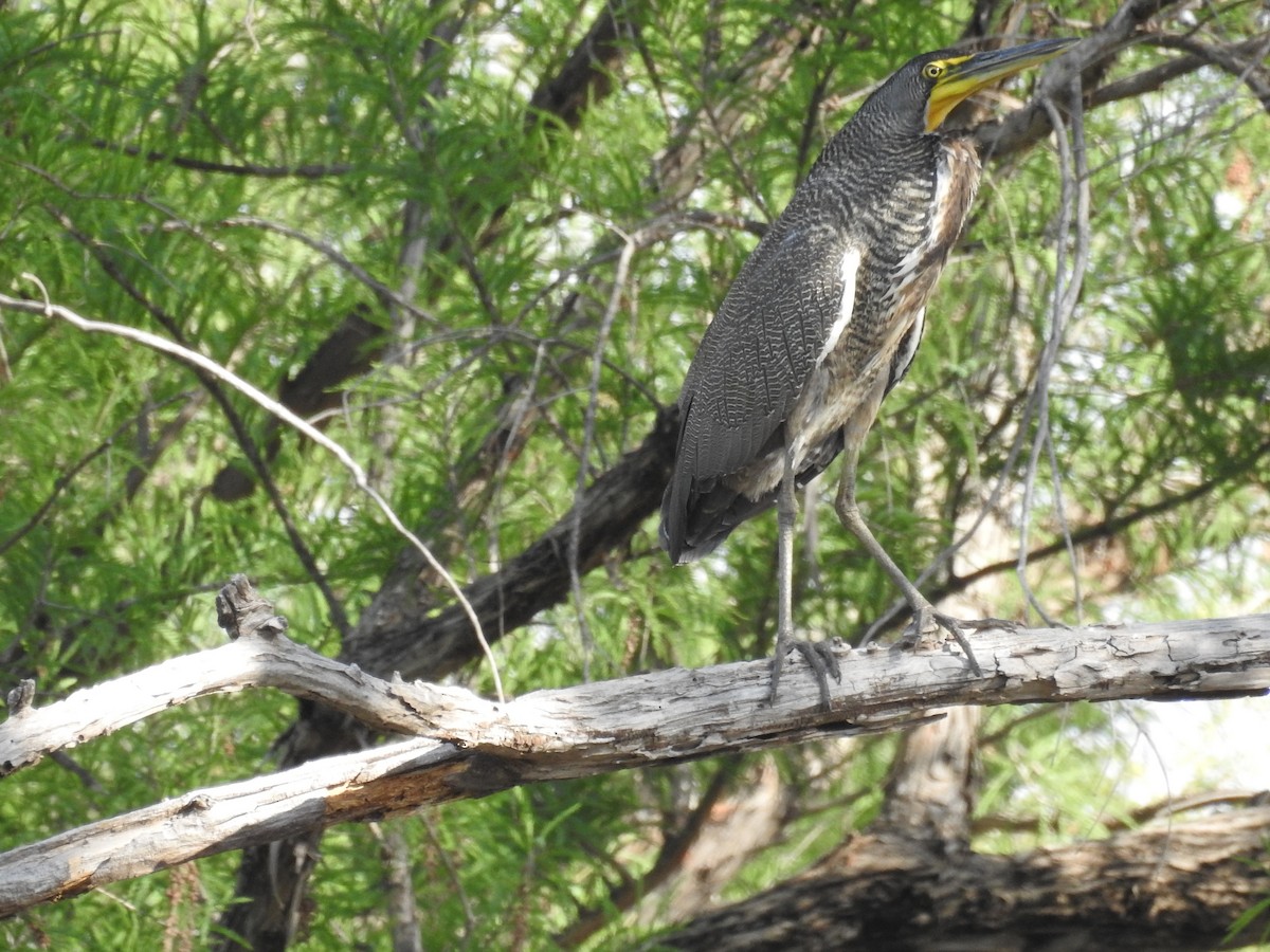 Bare-throated Tiger-Heron - ML497126821