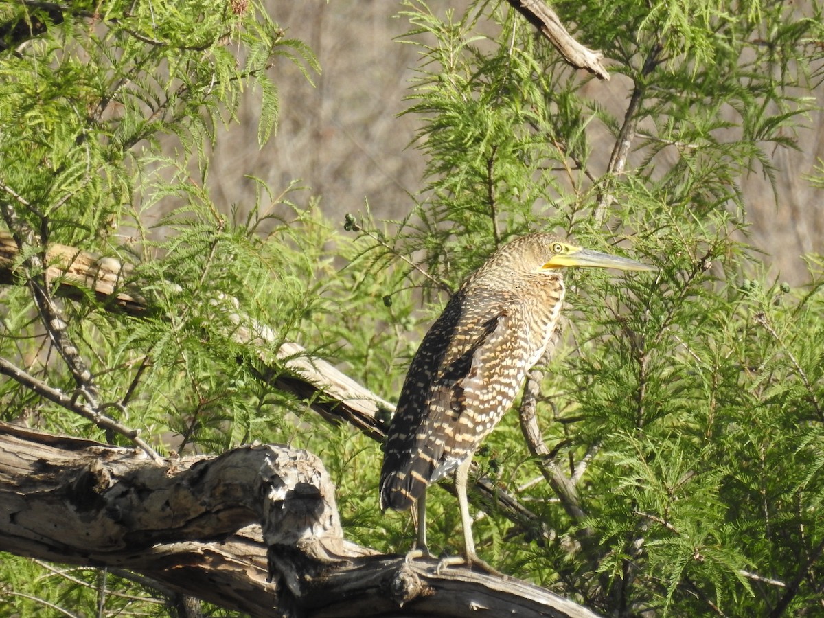 Bare-throated Tiger-Heron - ML497126841