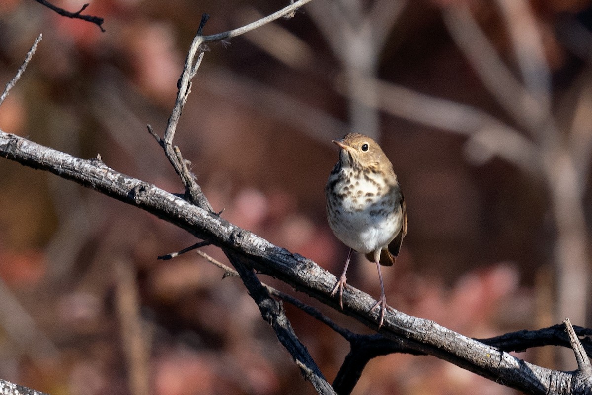 Hermit Thrush - ML497127201