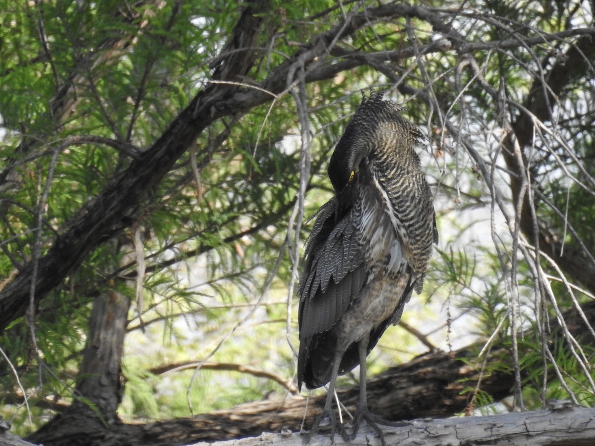 Bare-throated Tiger-Heron - ML497127371