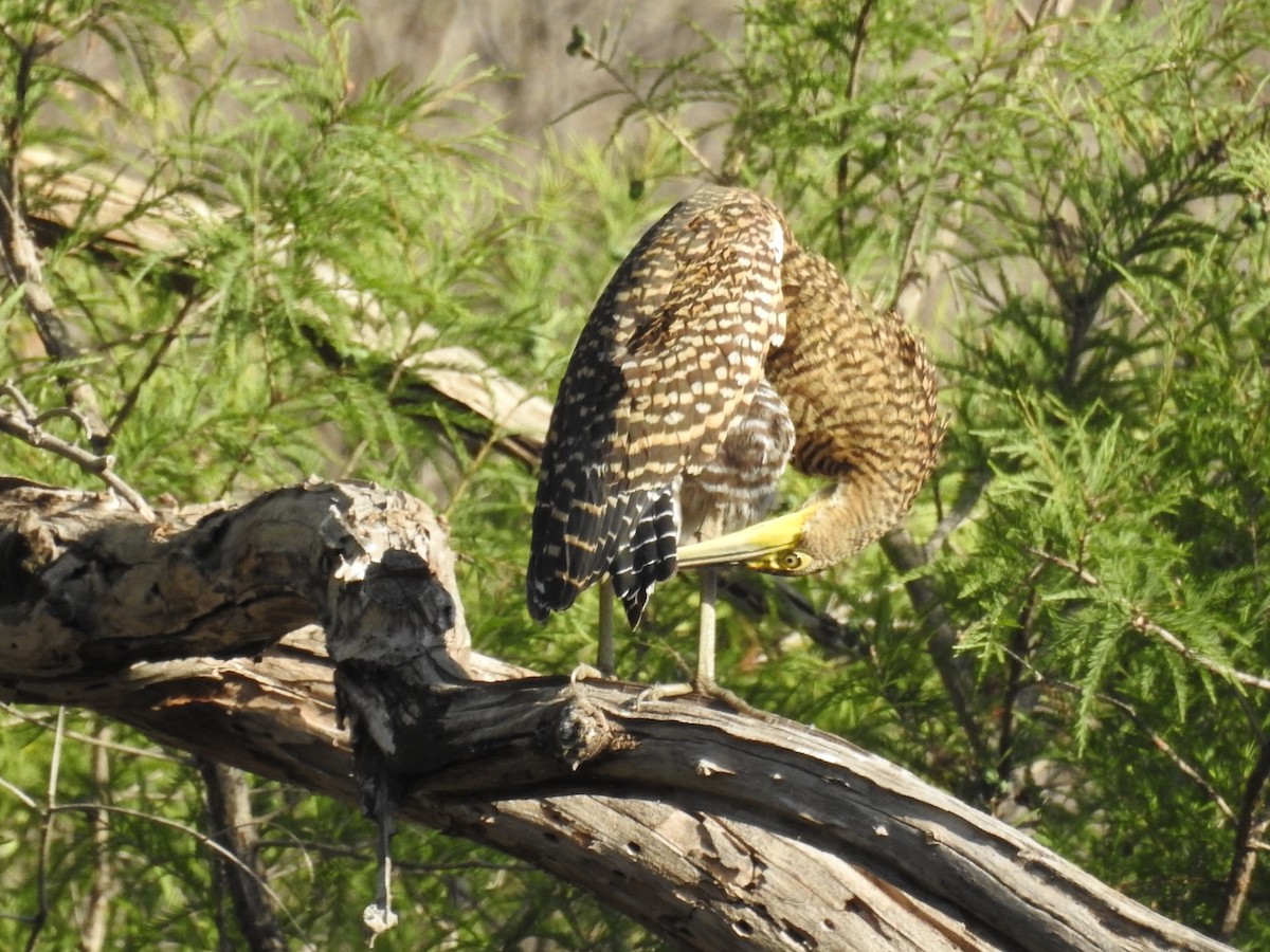 Bare-throated Tiger-Heron - ML497127381