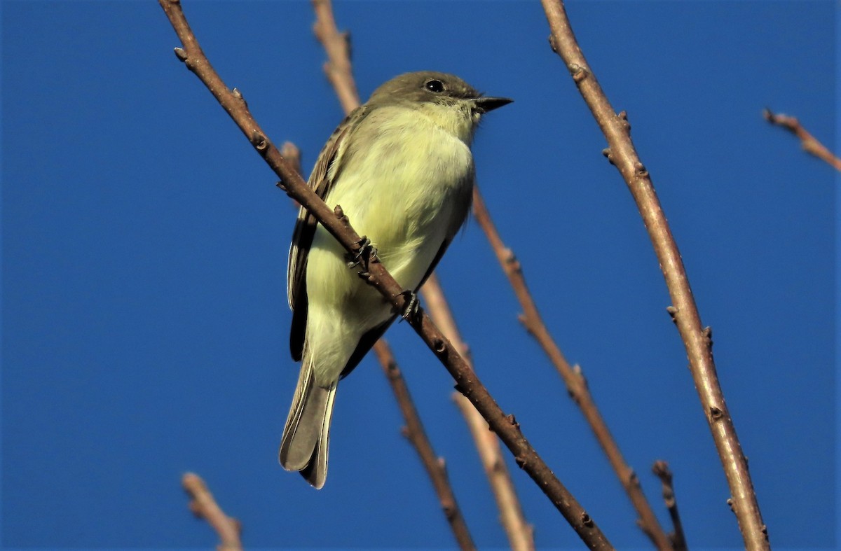 Eastern Phoebe - ML497129241
