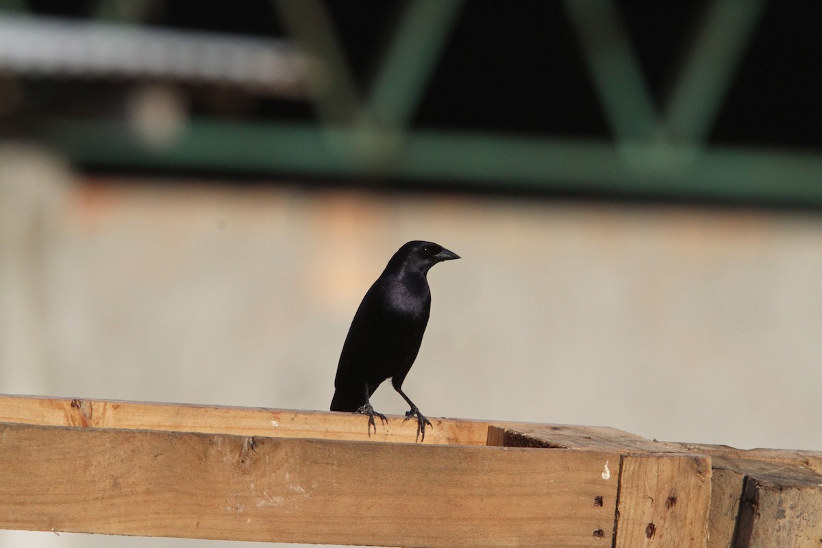 Giant Cowbird - ML49712961