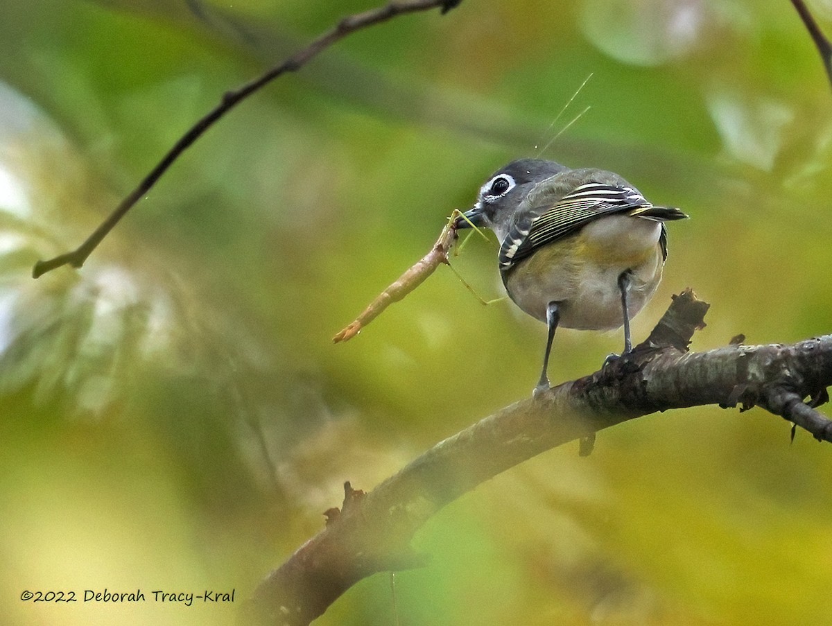 Blue-headed Vireo - ML497131121