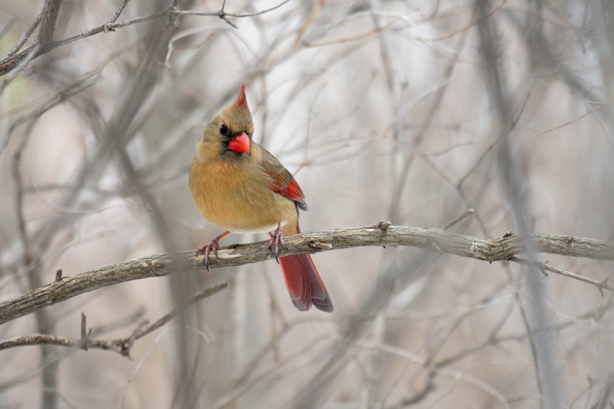 Northern Cardinal - Wen Xu