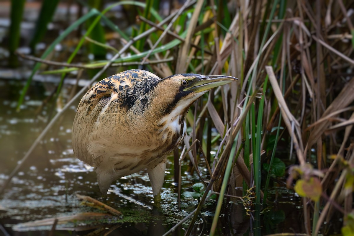 Great Bittern - ML497133911