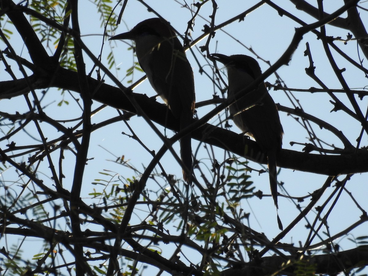 Russet-crowned Motmot - ML497134871