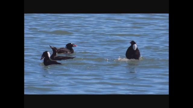 Surf Scoter - ML497135051