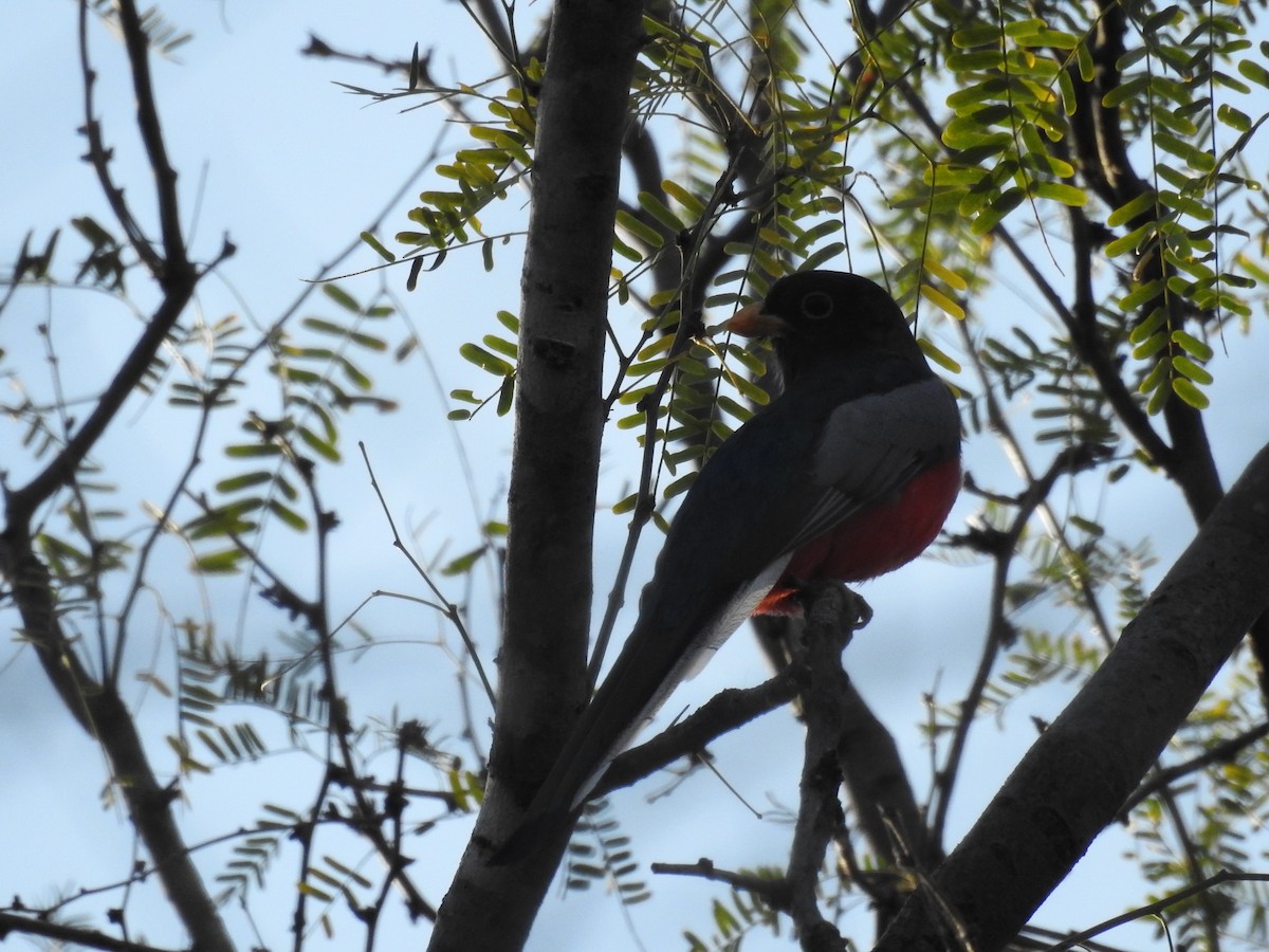 Trogon élégant - ML497135271