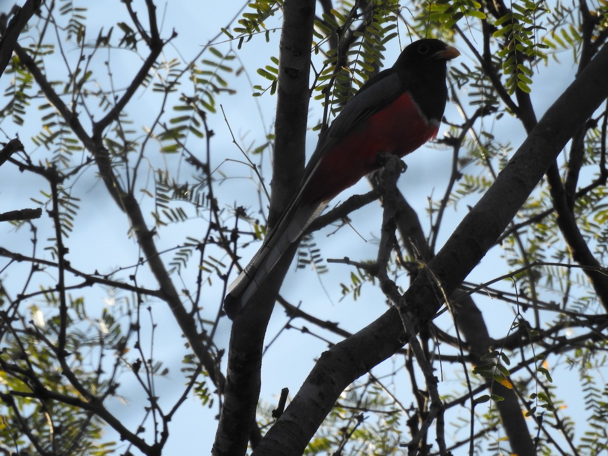 Trogon élégant - ML497135281