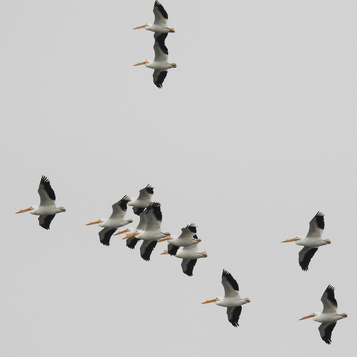 American White Pelican - Jason Newton