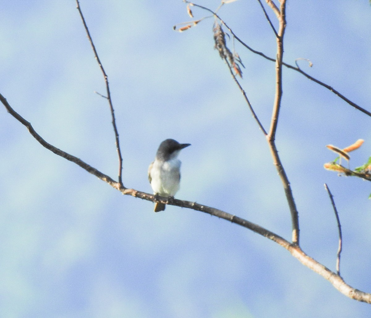 Gray Kingbird - ML497136551