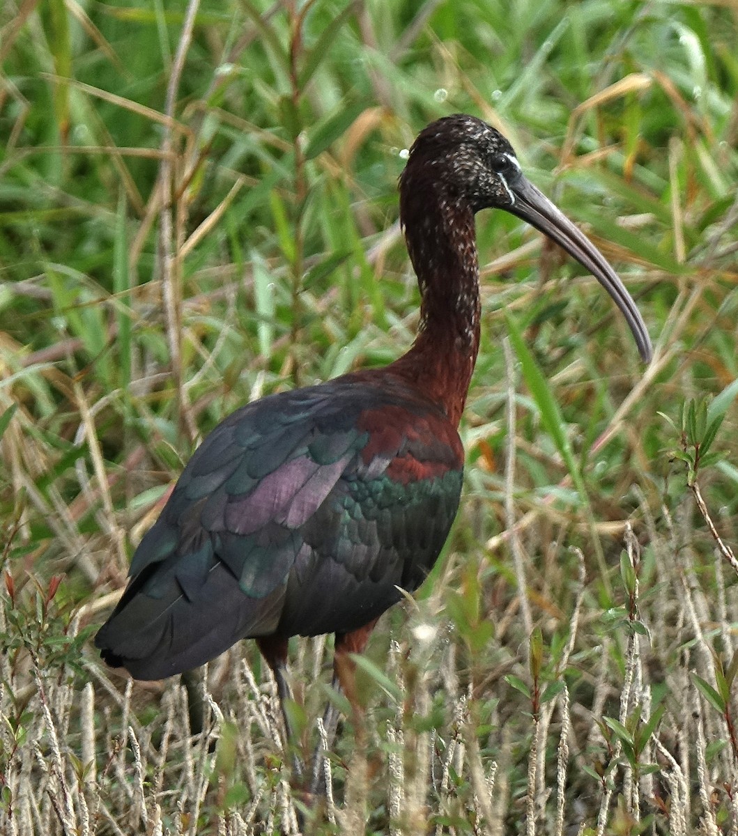 Glossy Ibis - Jane Mann