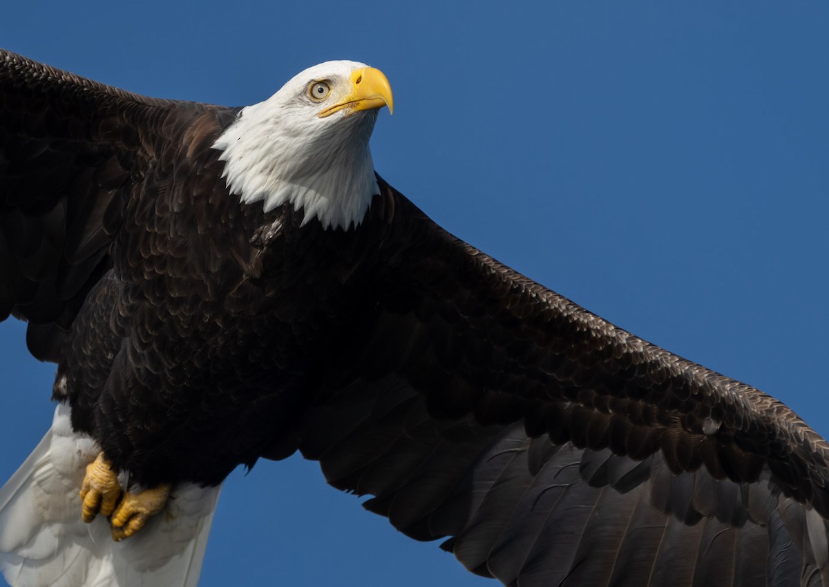 Bald Eagle - Christian Hagenlocher