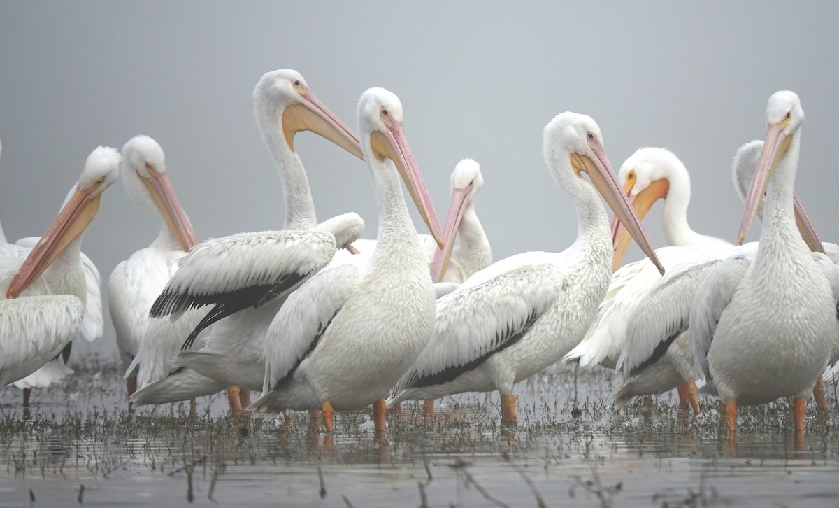 pelikán severoamerický - ML49713841