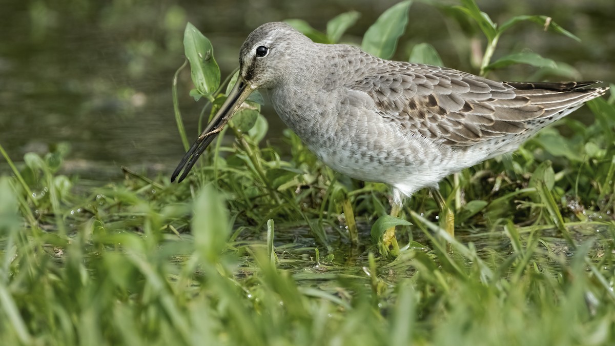 Long-billed Dowitcher - ML497139231