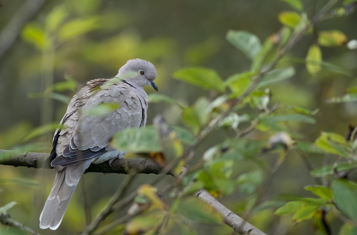 灰斑鳩 - ML497139271