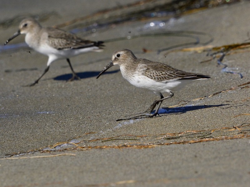 Dunlin - ML497141081