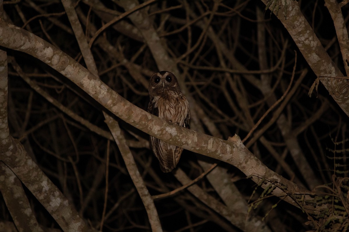Mottled Owl - Natan Périco
