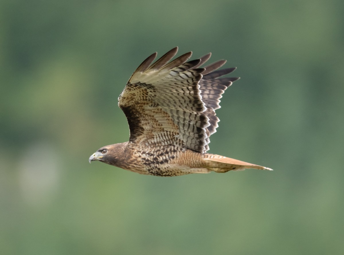 Red-tailed Hawk (calurus/alascensis) - ML497142381