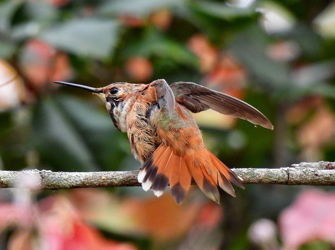 Rufous Hummingbird - ML497143461