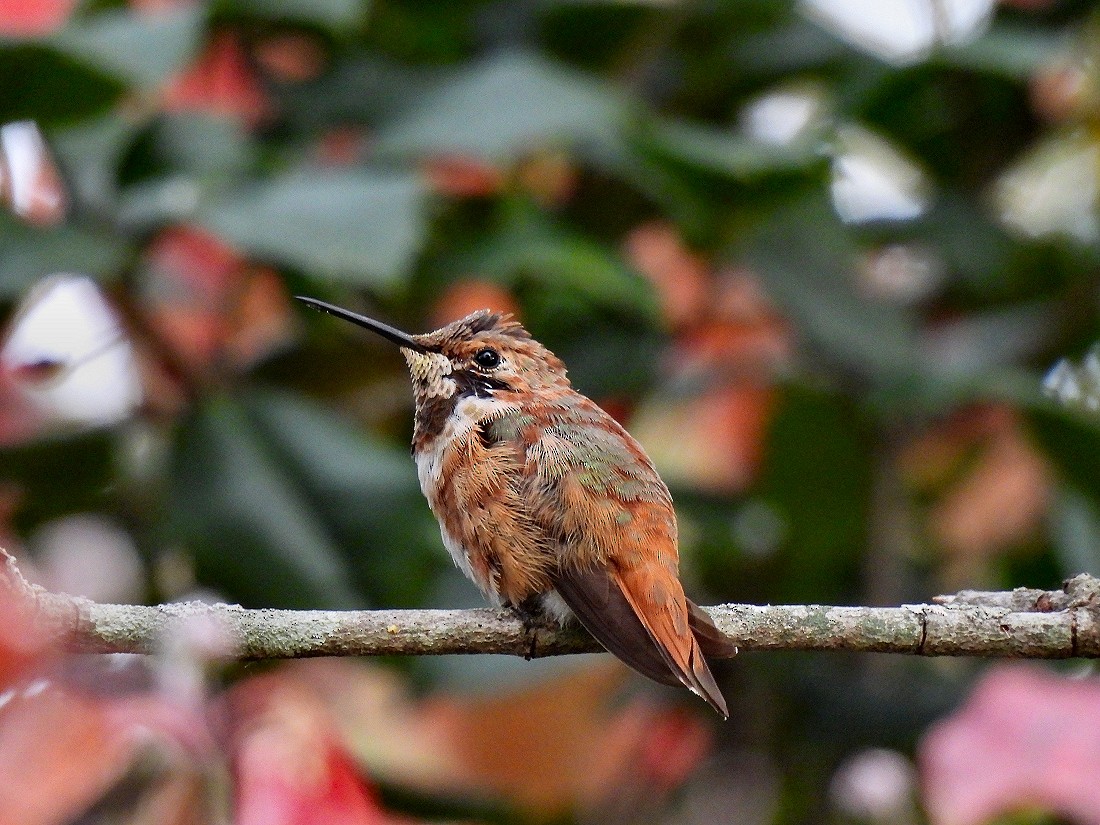 Rufous Hummingbird - ML497143471