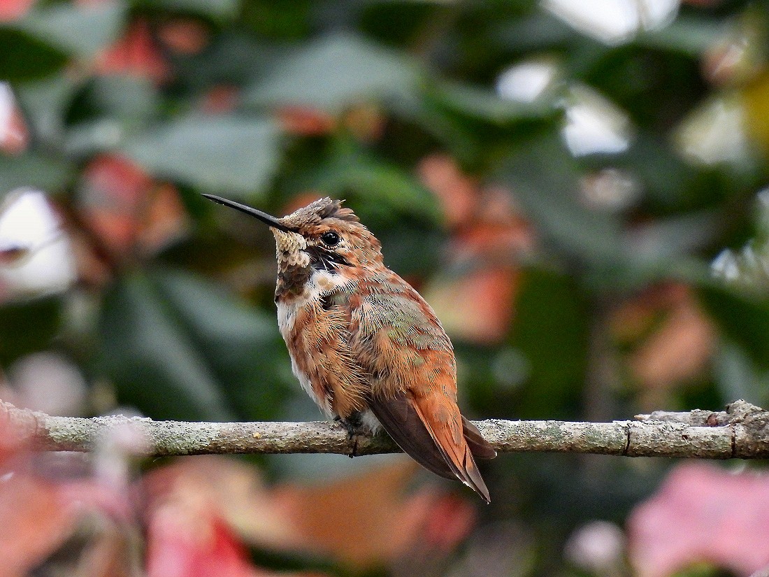 Rufous Hummingbird - ML497143491