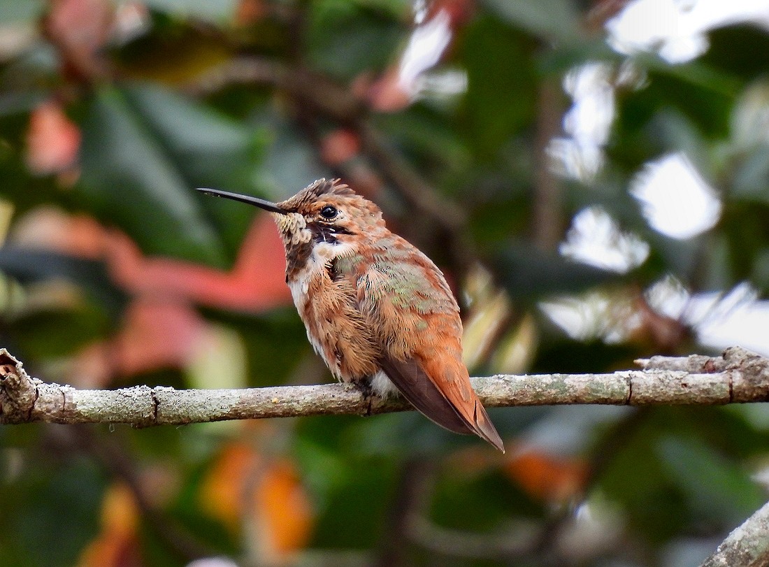 Rufous Hummingbird - ML497143501