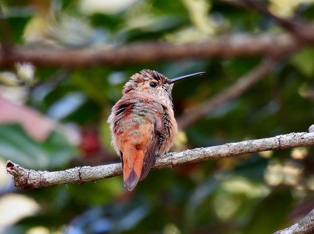 Rufous Hummingbird - ML497143511