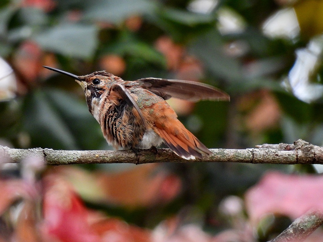 Rufous Hummingbird - ML497143521