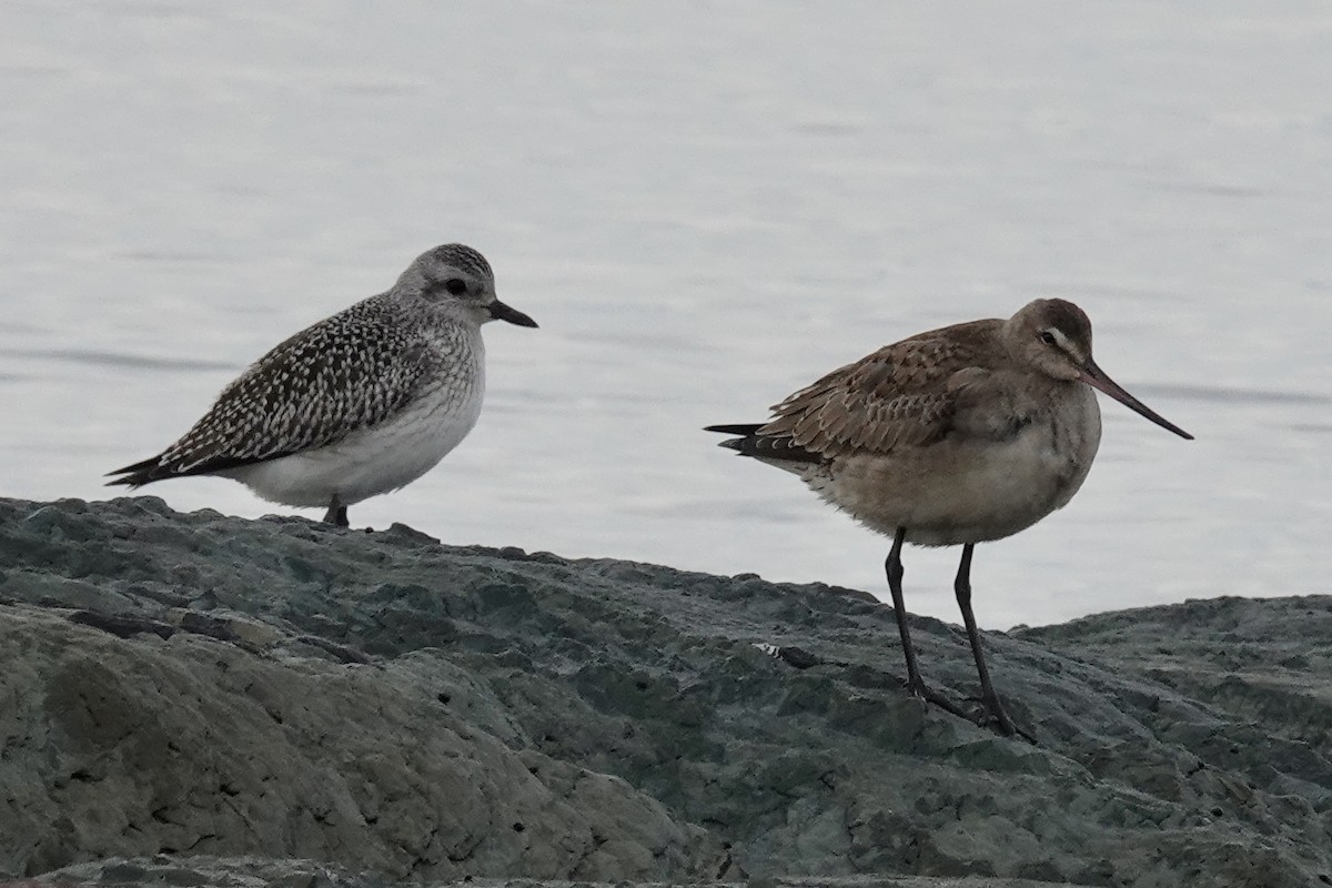 Black-bellied Plover - ML497144561