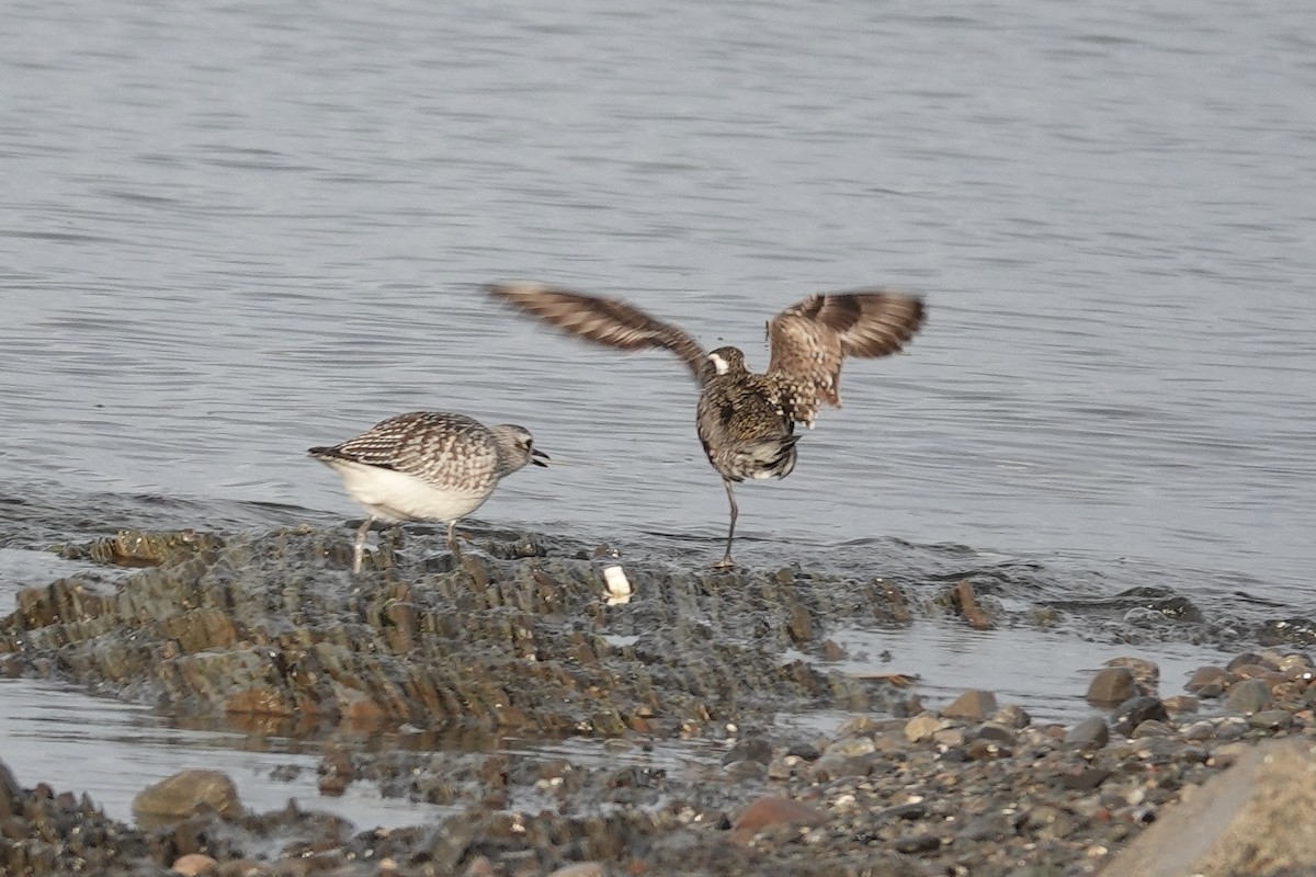 Black-bellied Plover - ML497144571