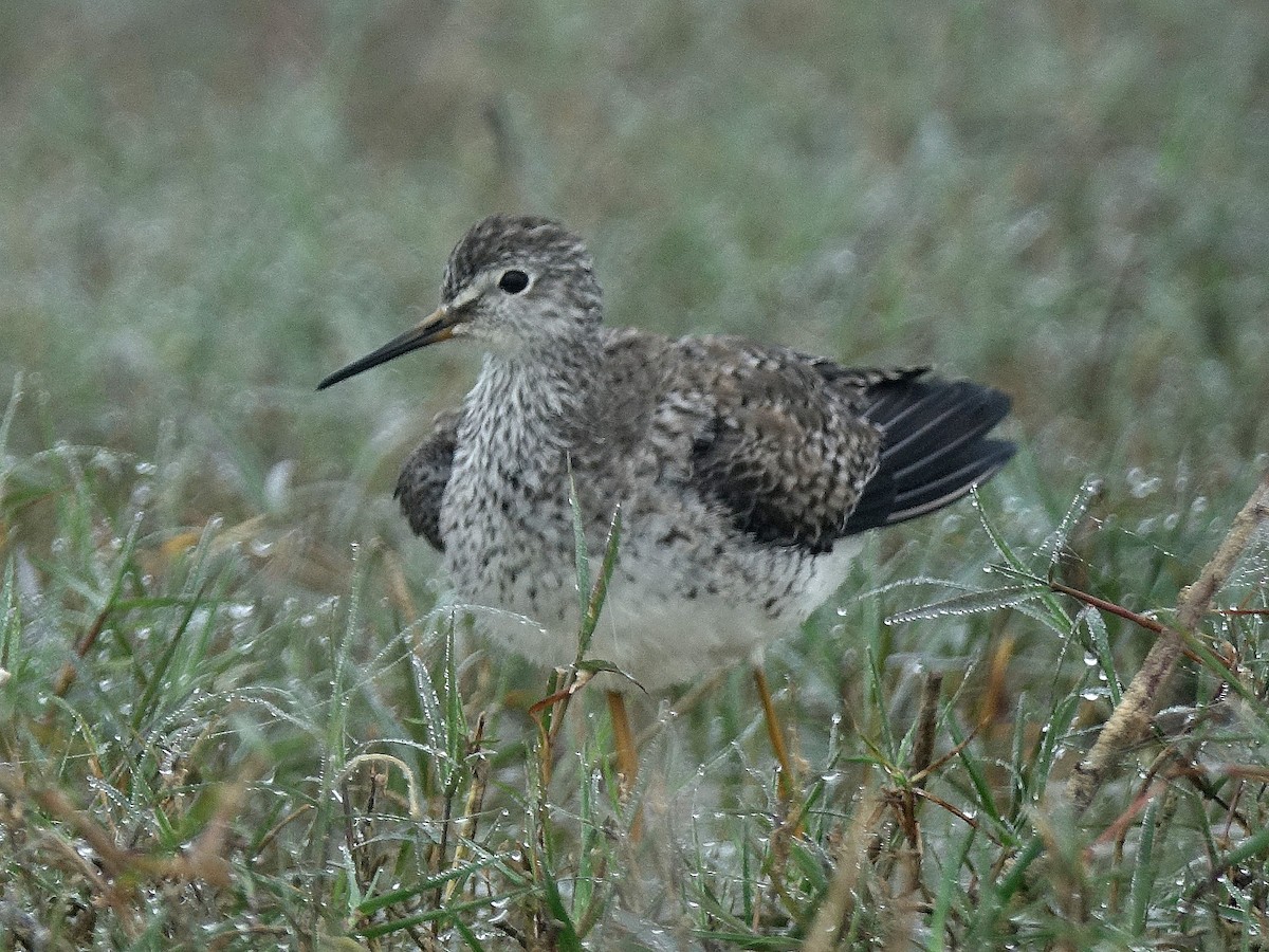 Lesser Yellowlegs - ML49714551