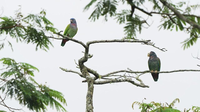 Blue-headed Parrot - ML497146971