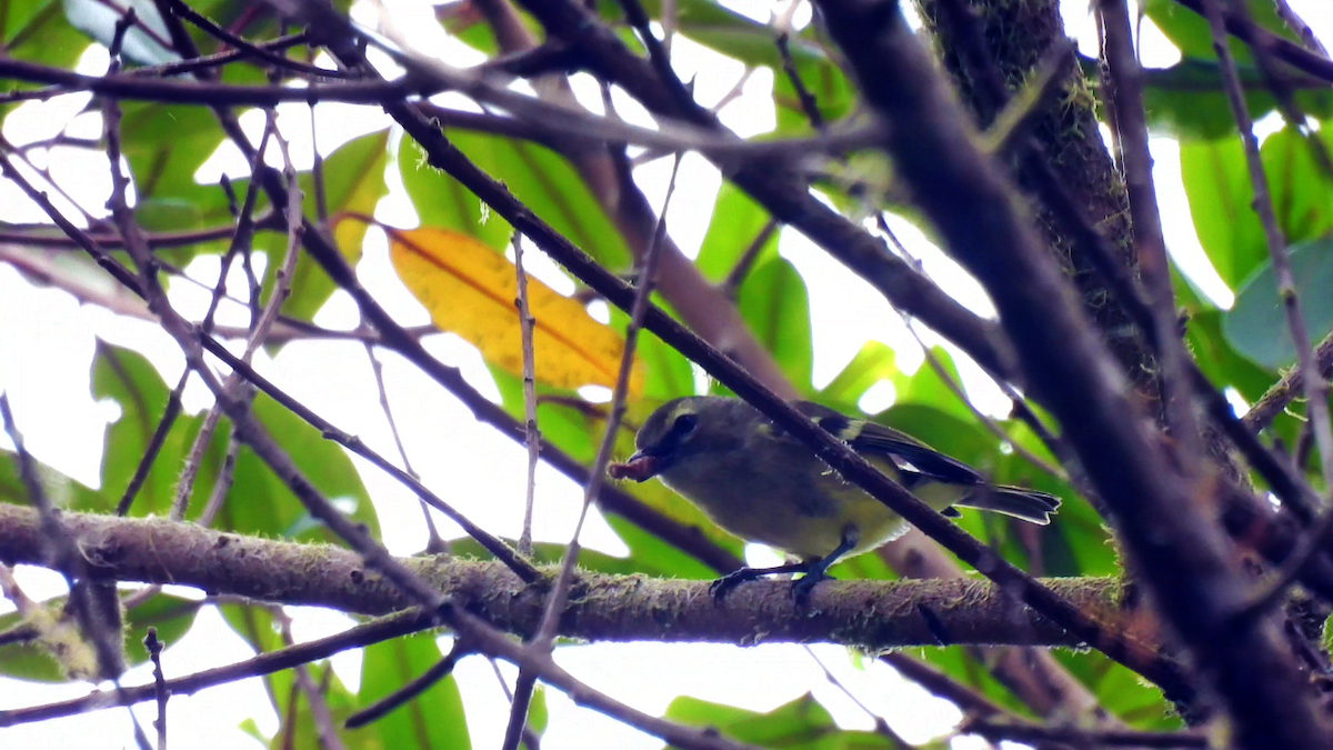 Yellow-winged Vireo - Marilyn Ureña